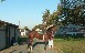 Willfulness @ 2yrs old in training at Castle Village Farm at Belmont