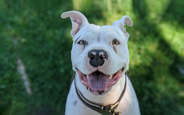 Dog 7