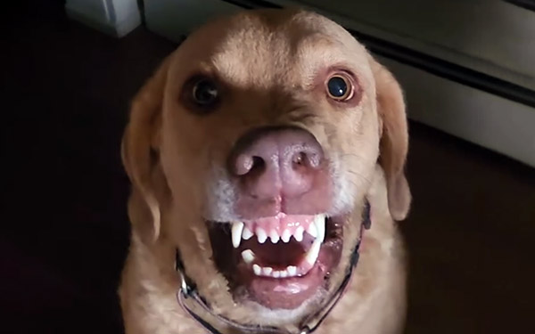 Dog 6