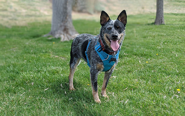 Dog 9